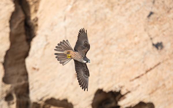 Falco della Regina von Daniele Bariviera