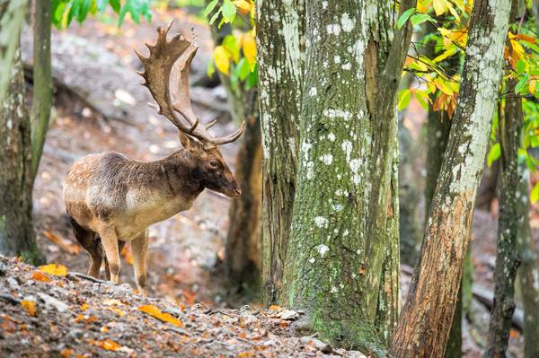 Fallow deer von Daniele Bariviera