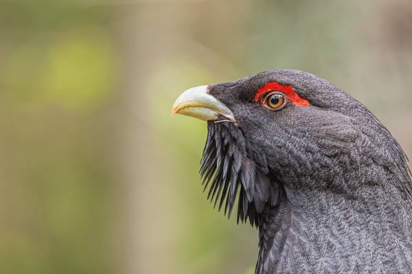 Il grande sguardo von Daniele Bariviera