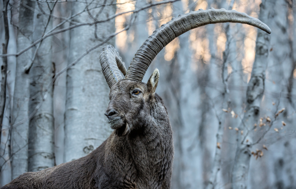 Majesty von Daniele Bariviera