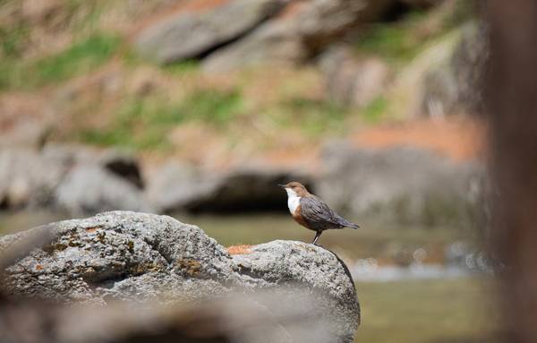 Merlo acquaiolo  von Daniele Bariviera