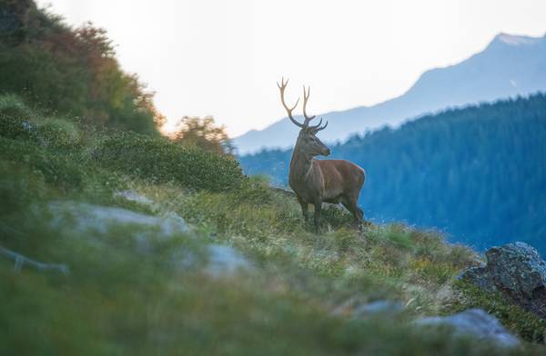 The best deer and ambient von Daniele Bariviera