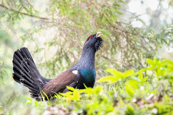 The best of Tetrao urogallus von Daniele Bariviera