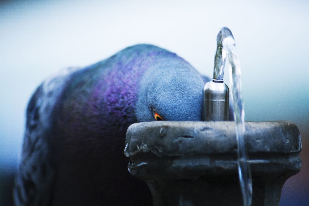 Taube von Danna Sladjana