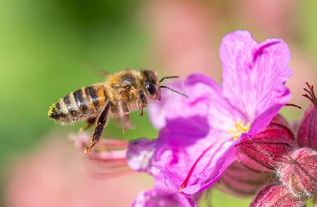 The flight of the honey bee
