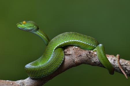 Trimeresurus albolabris