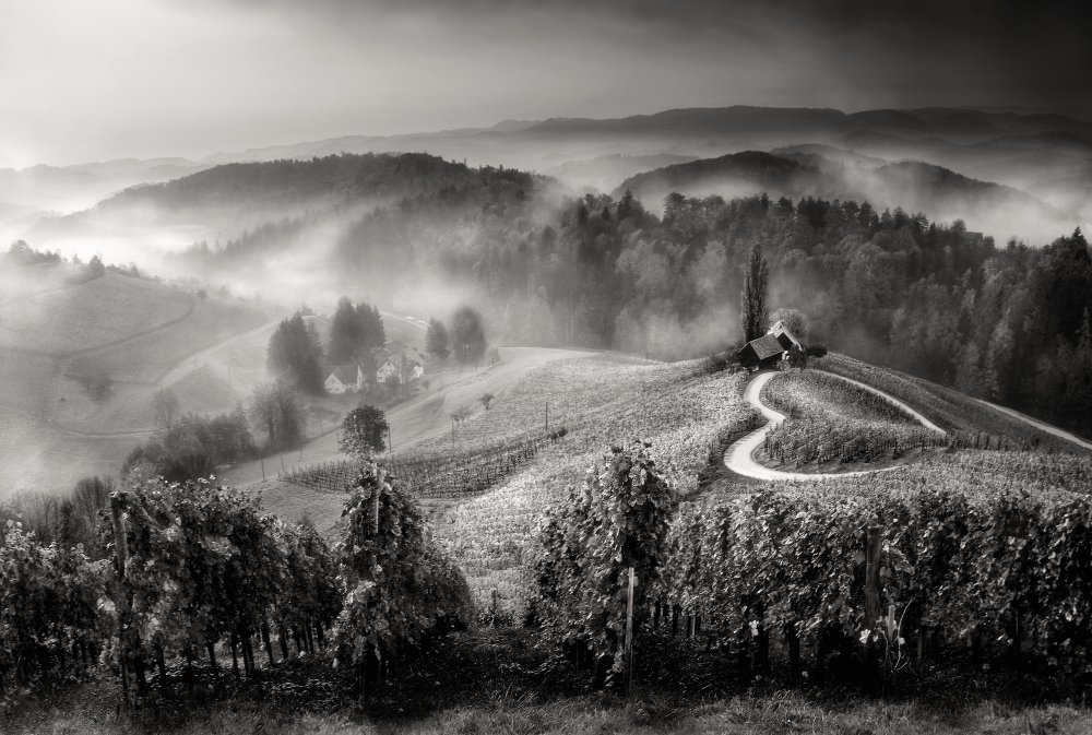 Wine road von Darko Geršak