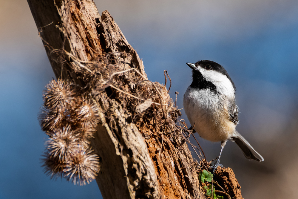 A Perch Fit For A Chickadee von Darlene Hewson