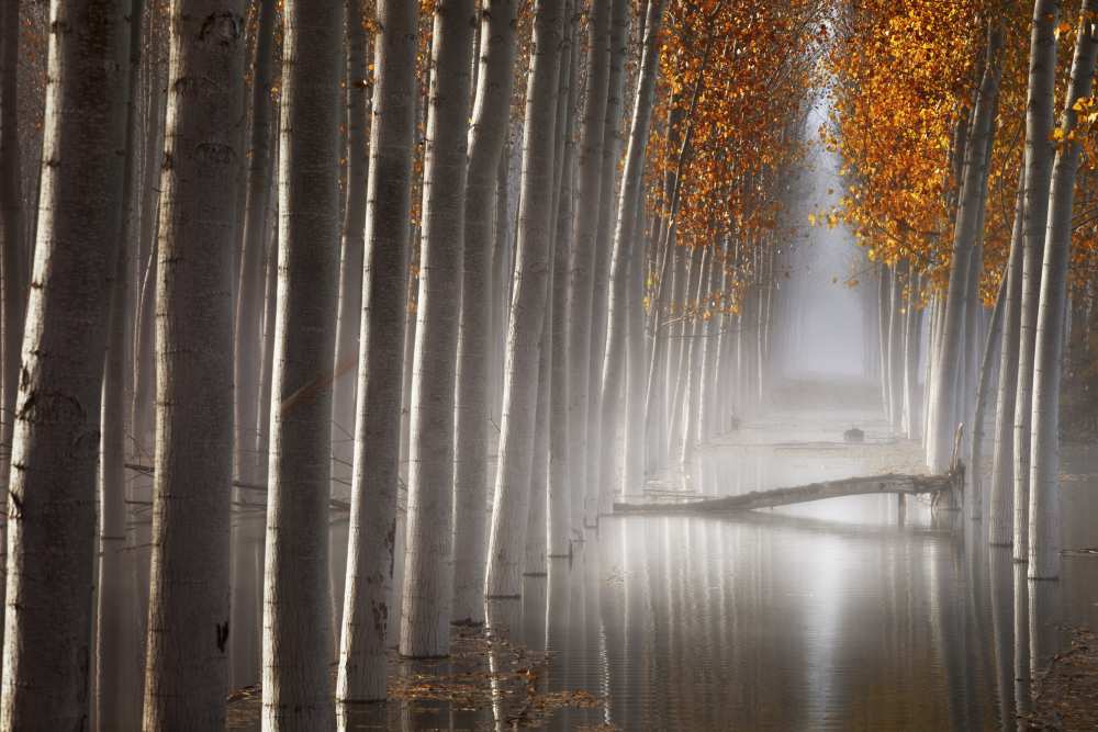 The Fallen Idol V von David Frutos