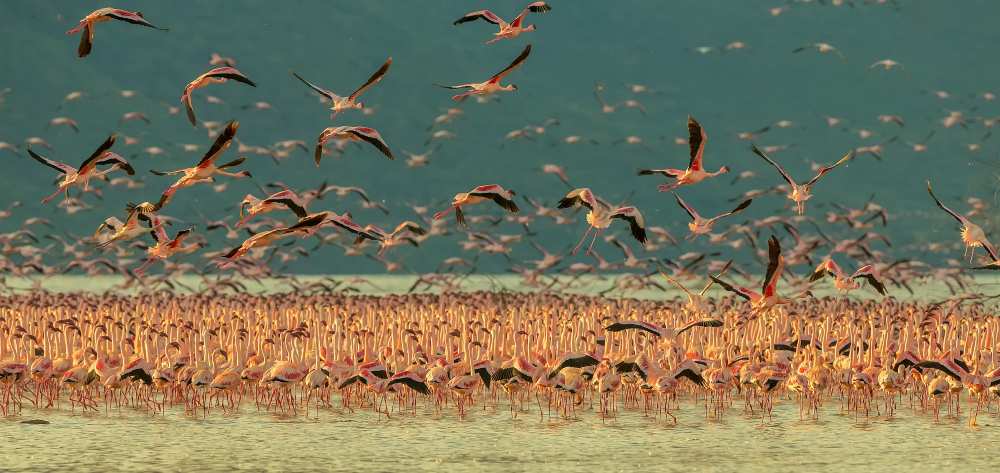 Gathering in Golden Light von David Hua