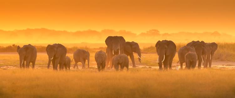 Golden Light von David Hua