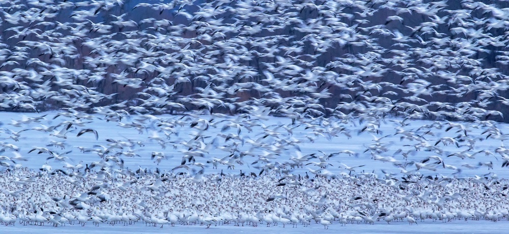 Snow Geese von David Hua