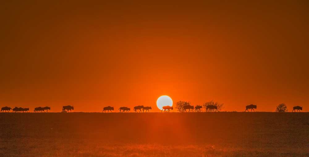 Wildebeests Walking in Golden Light von David Hua