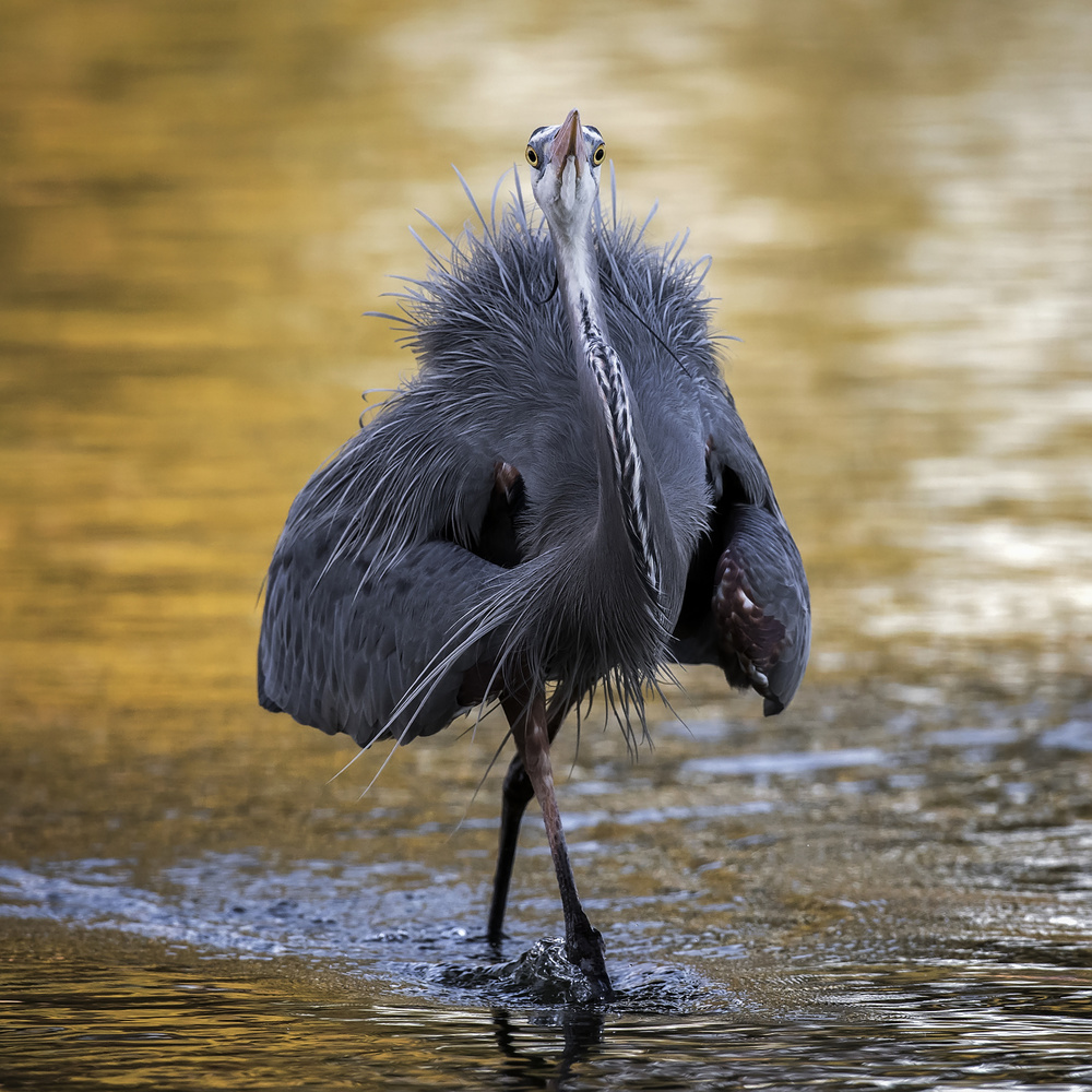 Dress Appearance von David H Yang