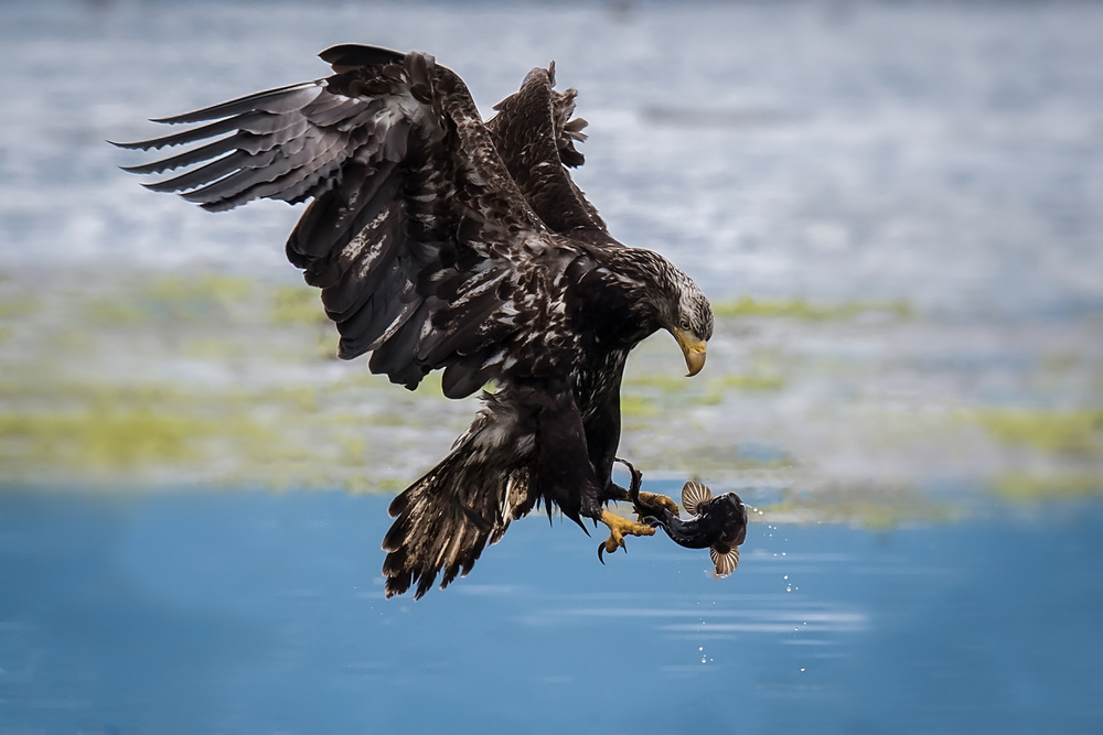 Catch von David H Yang