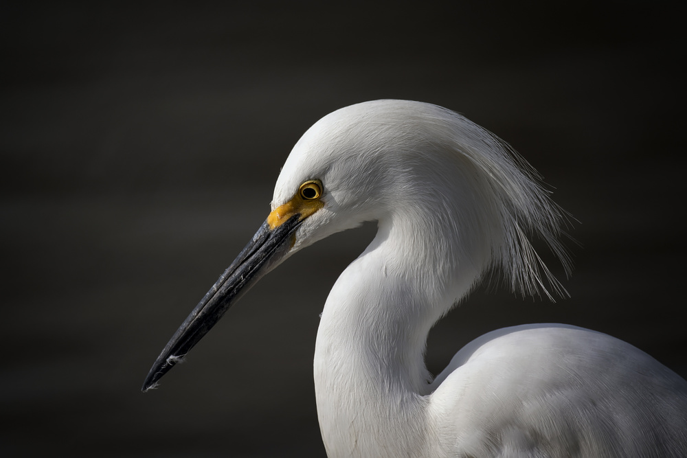 untitledl von David H Yang