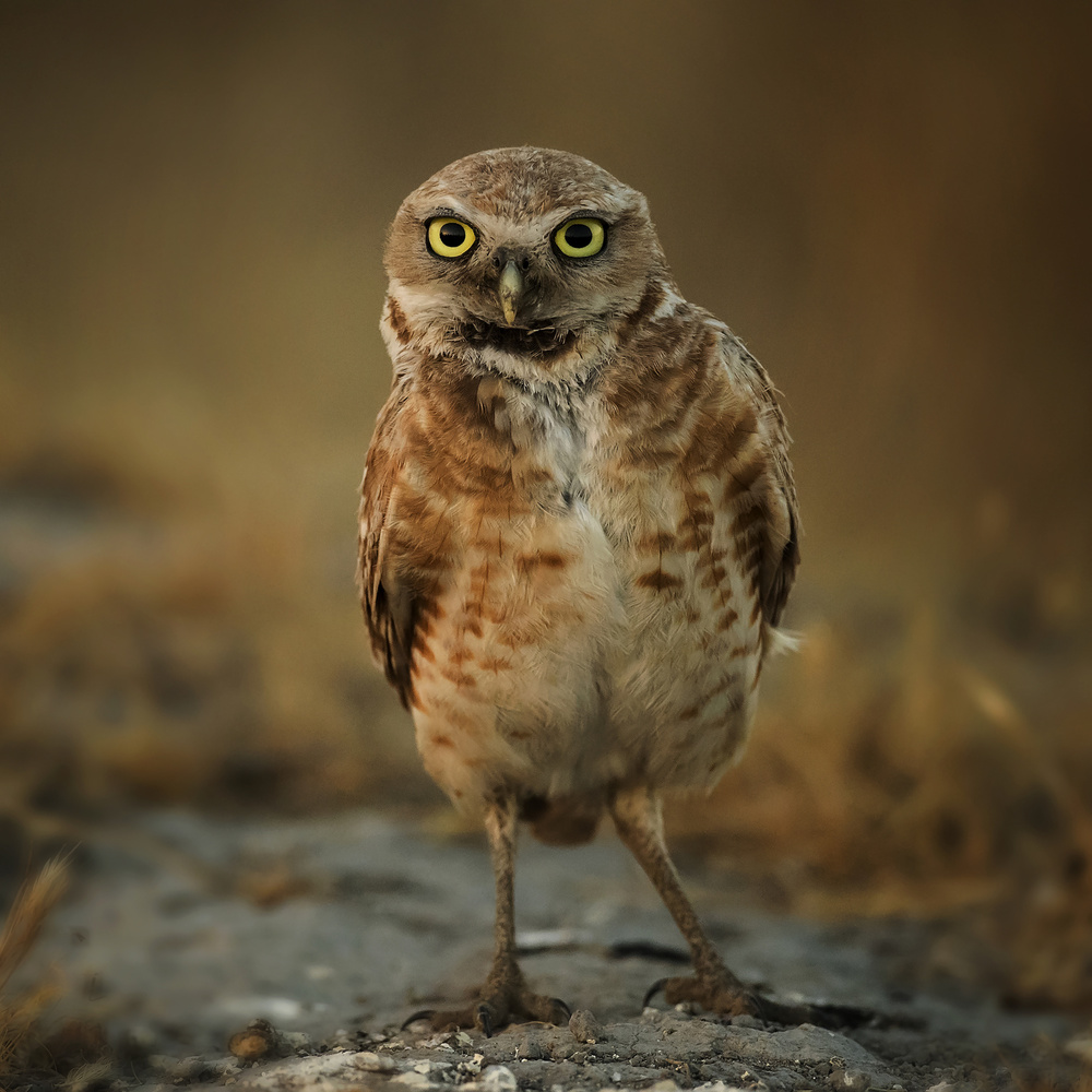 Whats up! von David H Yang