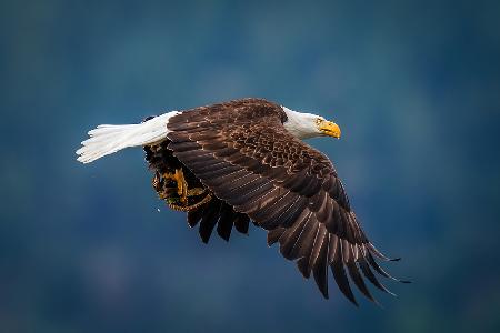 Bald Eagle With Fish