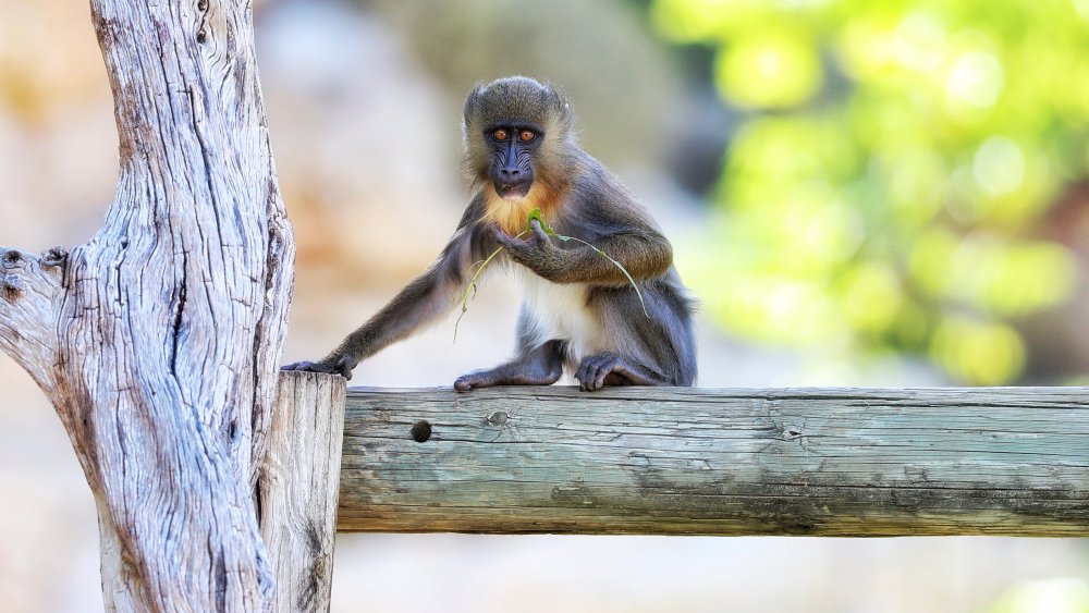 Monkey von David Manusevich