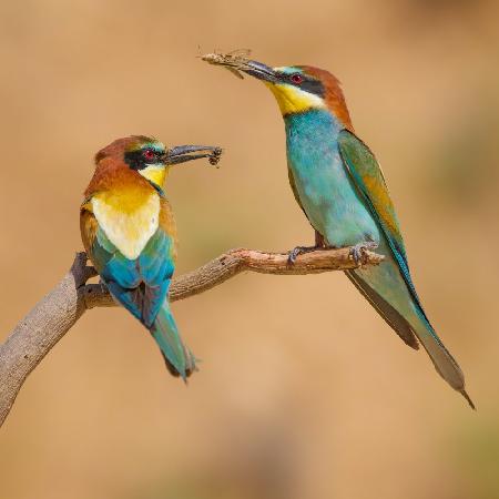 Bee-eaters