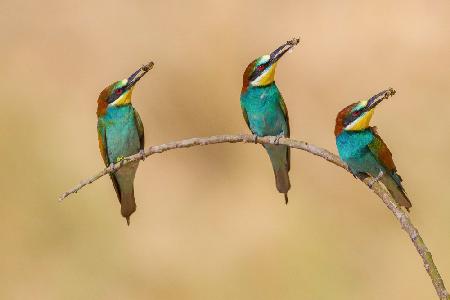 Bee-eaters