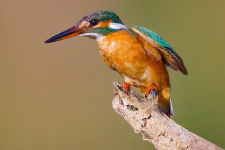 Kingfisher
