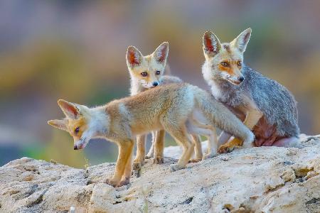 	 Fox family