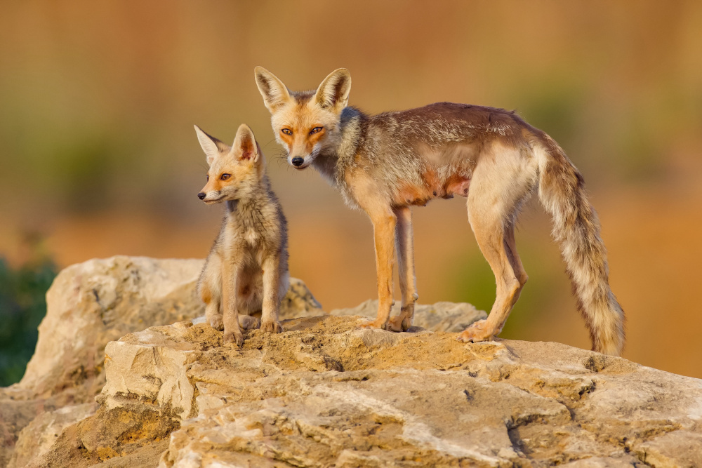 Fox family von David Manusevich