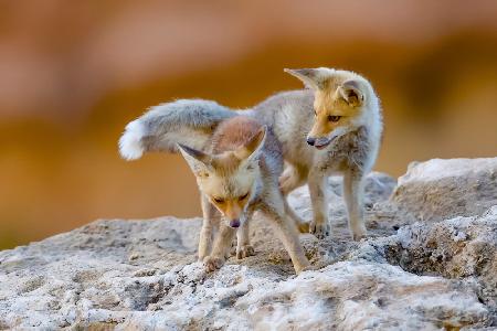 Fox family