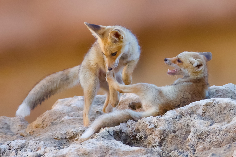 Fox family von David Manusevich