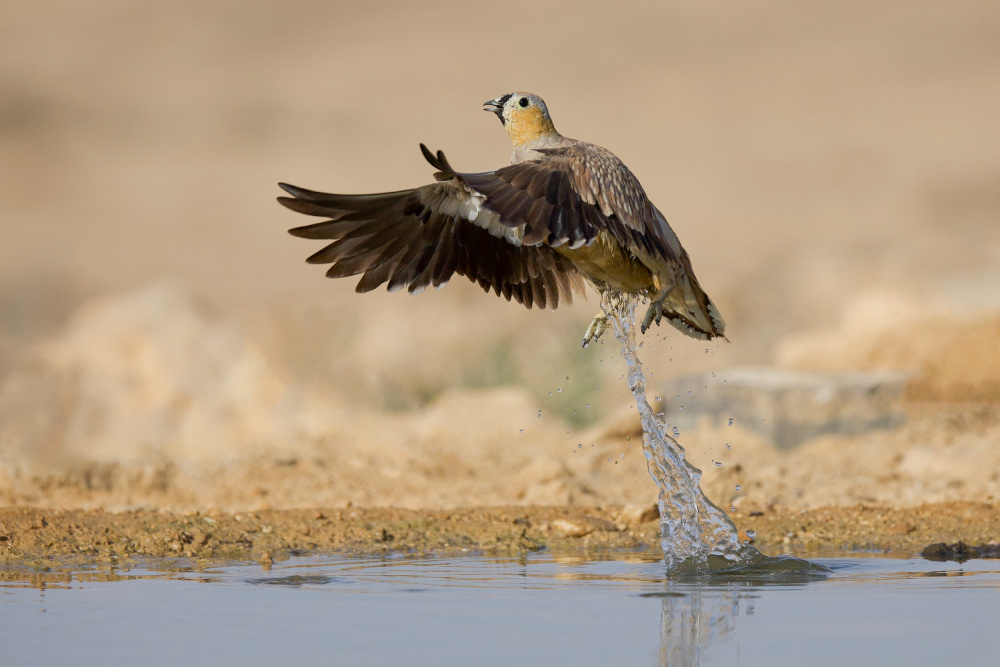 Crowned Sandgrouse von David Manusevich