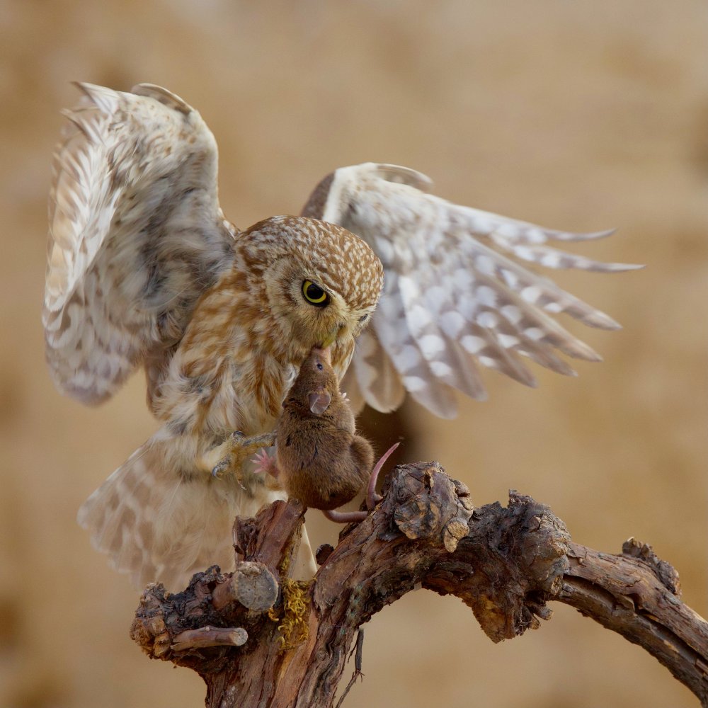 Little Owl von David Manusevich