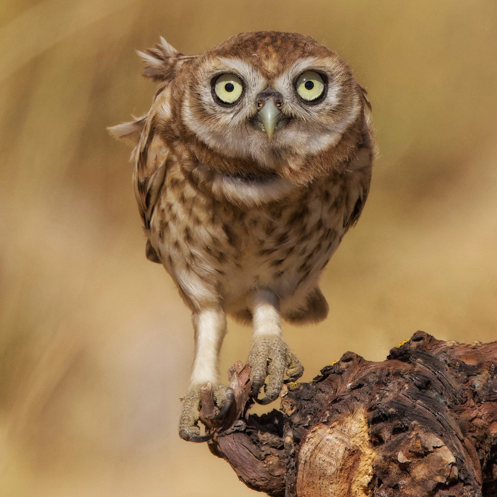 Little Owl von David Manusevich