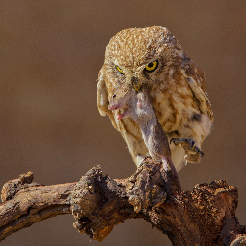 Little Owl von David Manusevich
