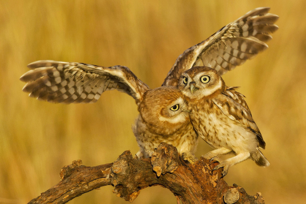 Little Owls von David Manusevich