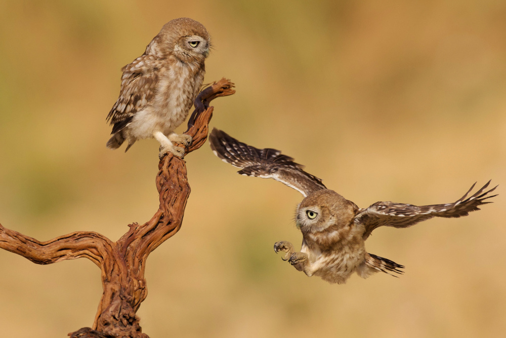 Little Owls von David Manusevich