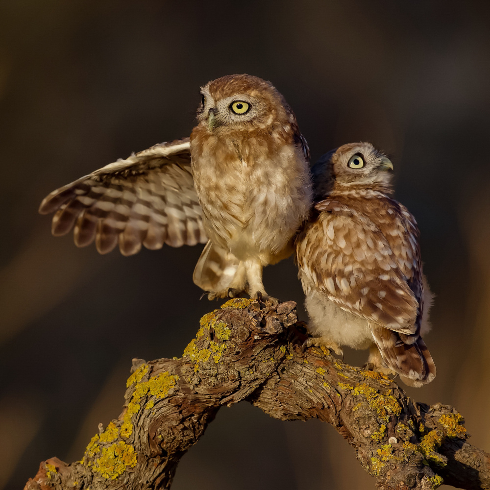 Little Owls von David Manusevich