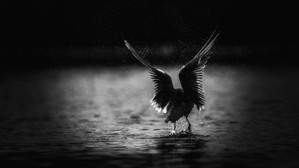 Seagull von David Manusevich