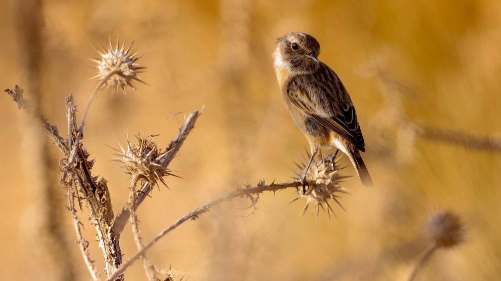 Stonechat von David Manusevich