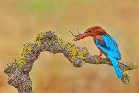 White Throated Kingfisher