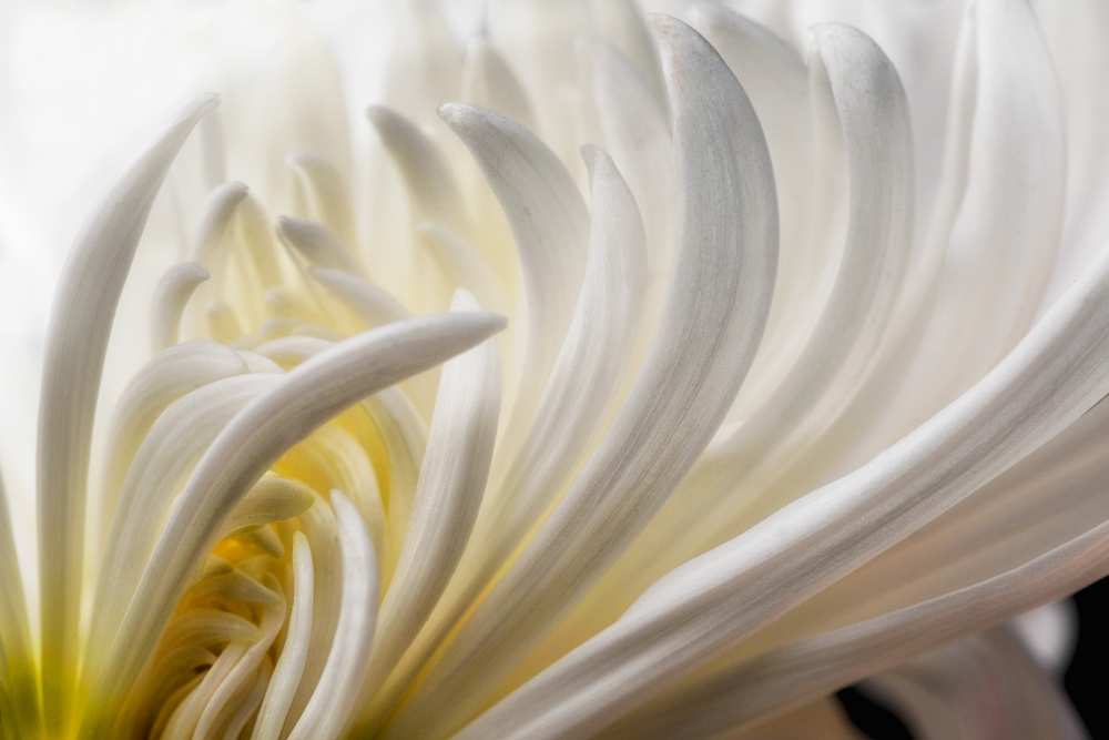 Dahlia 5 von David Rothstein