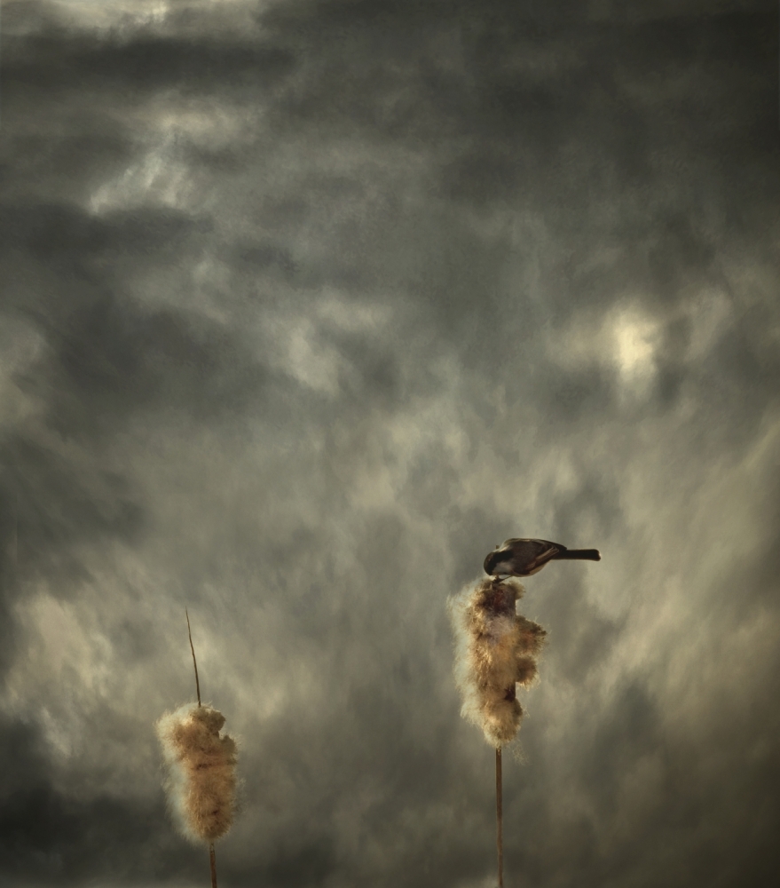 Roost von David Senechal Photographie (polydactyle)