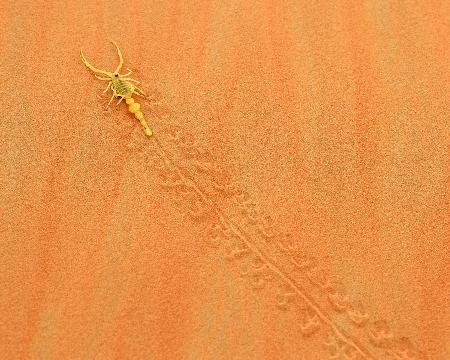 An Arabian Scorpion