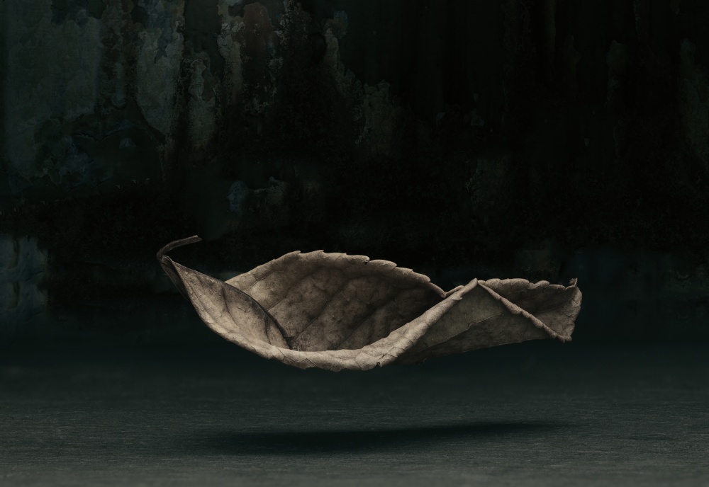 Fallen von David Thompson