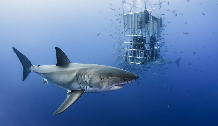 Animals in cage von Davide Lopresti