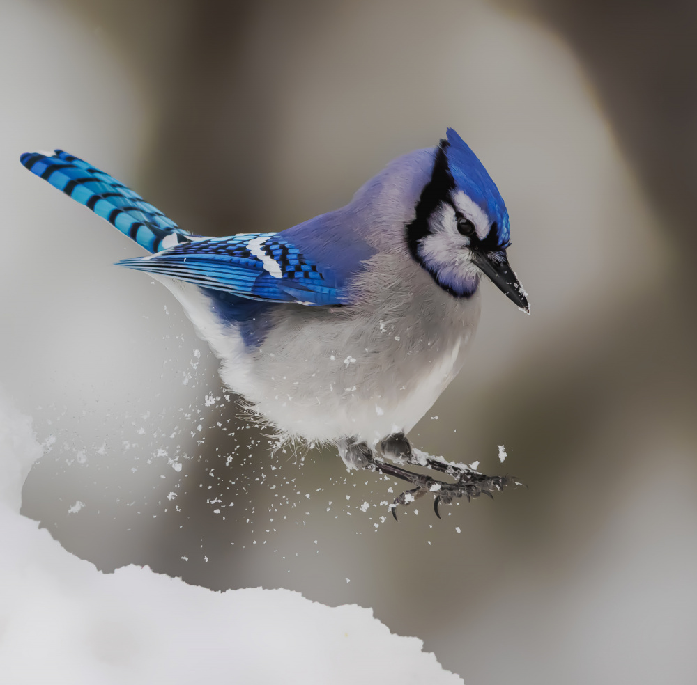 Jump von Davidhx Chen