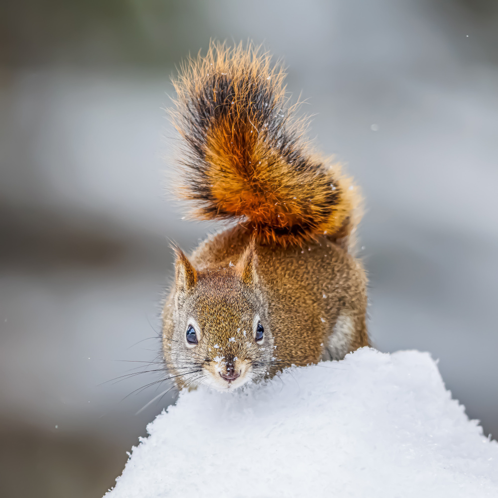 Watdching von Davidhx Chen