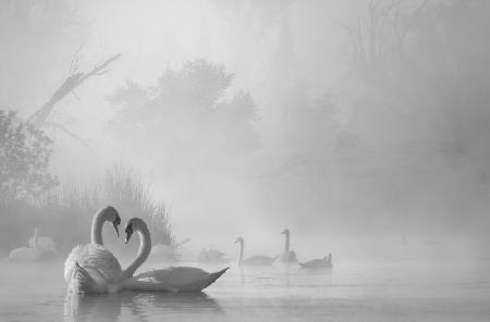 morning fog on swan lake