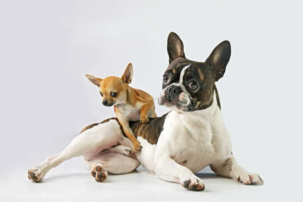 Dali & Alfredo von DDiArte