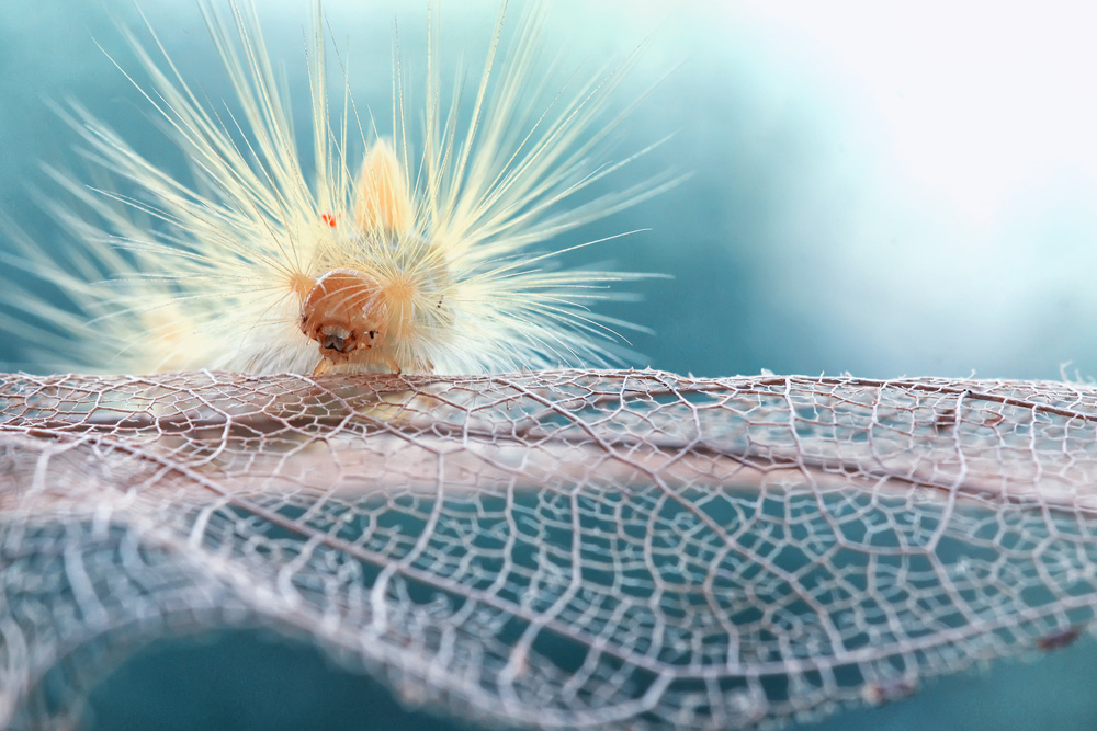 Hello von Dede Almustaqim